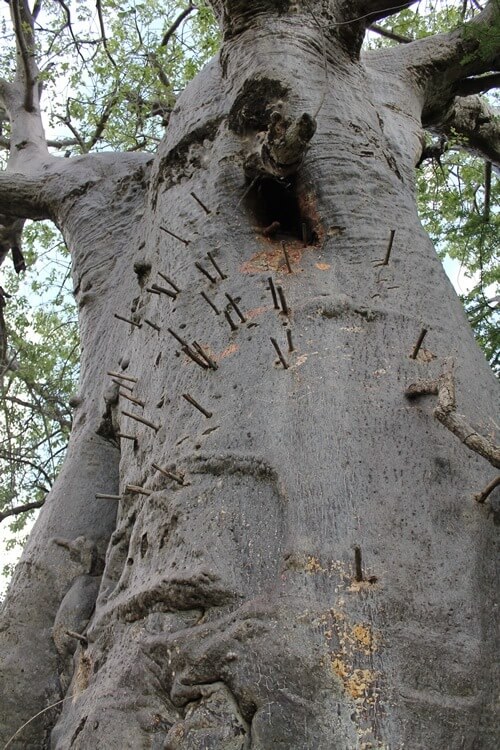 The Massai honey tree.