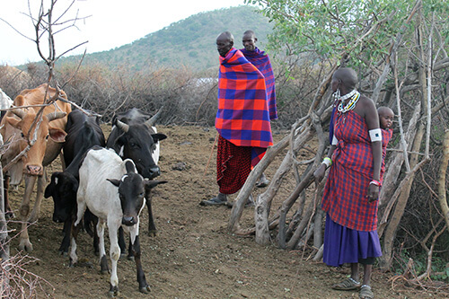 Maasai taking cattle out to graze.
