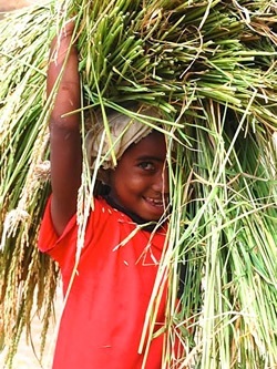 Girl carrying straw in Madagascar