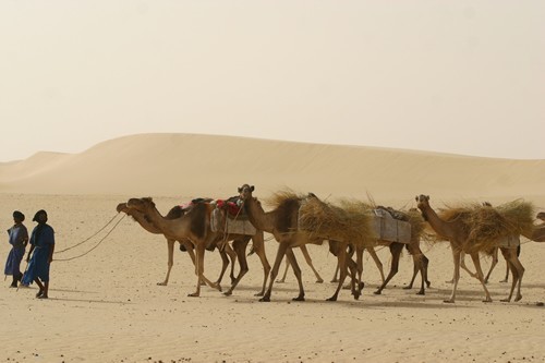 Tuareg camel drovers in the Sahara Desert.