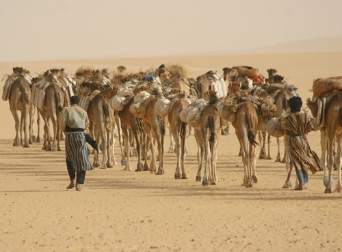 Camels owned by the Tuaregs hauling salt in the Sahara Desert.