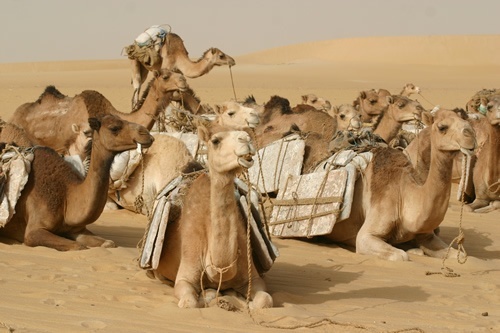 Tuareg camels resting in the Sahara Desert.