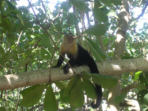 Monkey in Costa Rica.