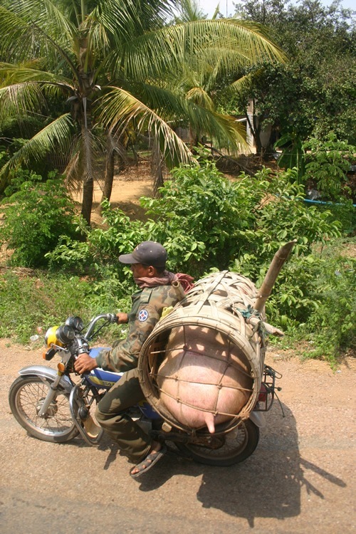 A huge pig carried on a motorbike in a cage by a male driver.