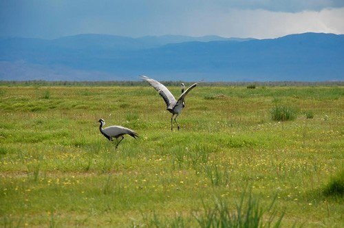 Spotting cranes in Mongolia.