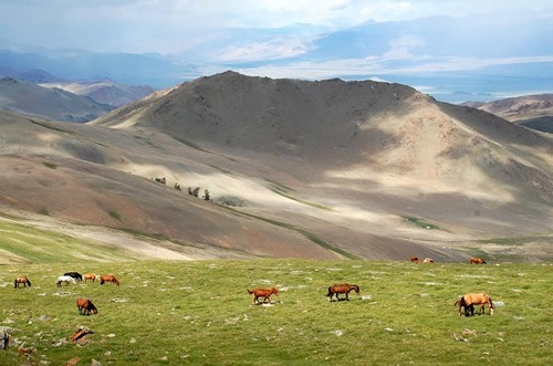 A herd of roaming horses in Mongolia.