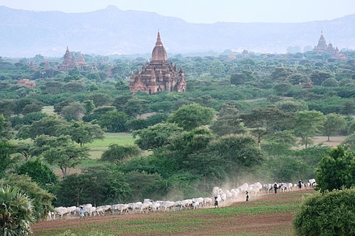 Locals driving cattle through Bagan