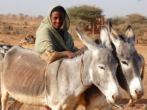 Daughter with donkeys in North Sudan.
