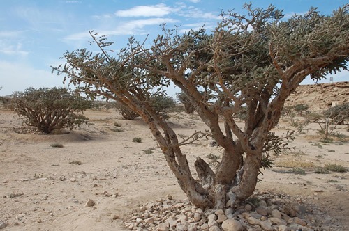 Frankincense tree in Oman.