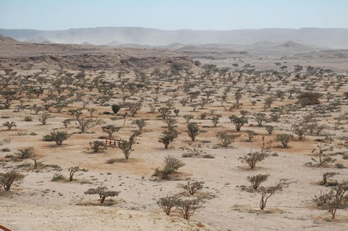 Frankincense trees in Wadi Dawkah, Oman.