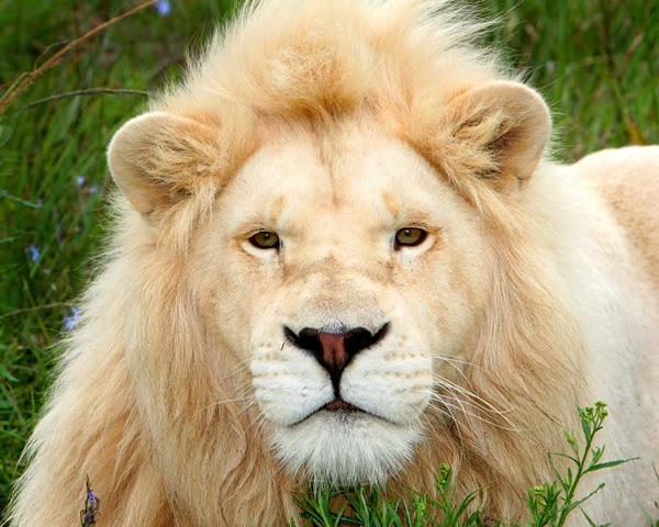 Rare white lion in South Africa