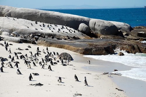 Penguins wandering freely on the beach in South Africa.