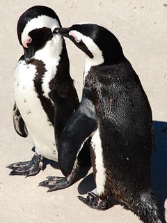 Penguin couple kissing in South Africa.