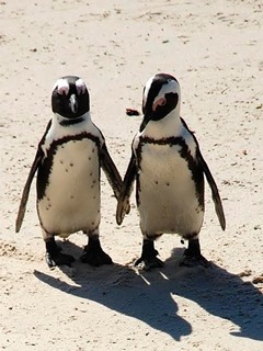 Penguin couple walking together in South Africa.