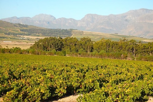A wine estate vineyard in South Africa.
