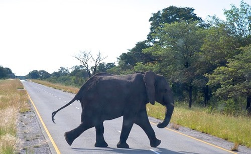 Elephant crossing the road in Botswana.