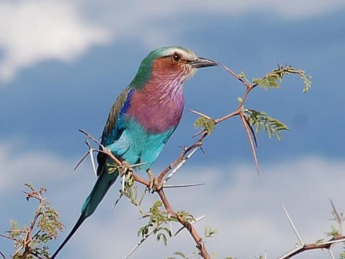 Lilac-breasted roller, national bird of Botswana seen in Namibia.
