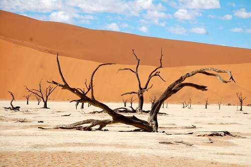 Deadvlei desert and wild trees in Southern Africa.