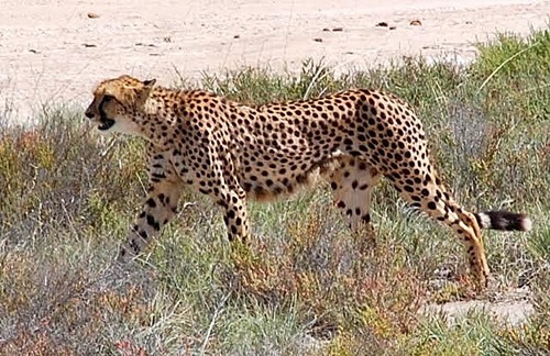 Encounter with cheetah in Etosha National Park in Namibia.