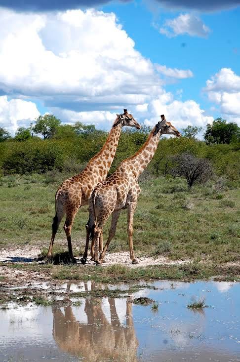 Giraffes at waterhole in Etosha National Park.
