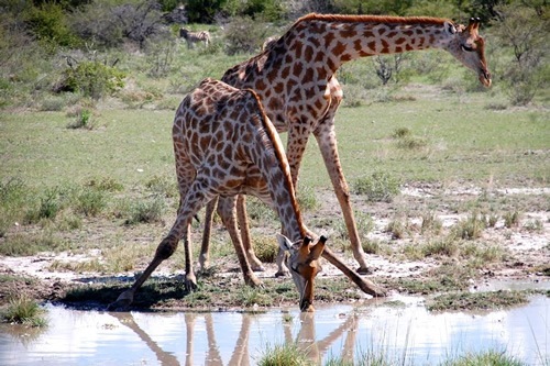 Giraffes at a waterhole seen on a safari in Namibia.