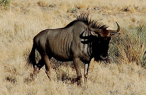 Wildebeest at Etosha National Park in Namibia.