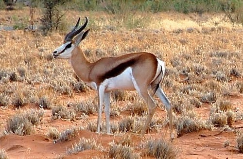 Springbok in Southern Africa.