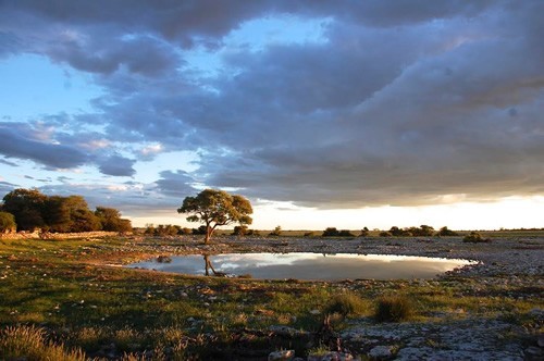 Etosha National Park at Campsite Okaukuejo in Namibia.