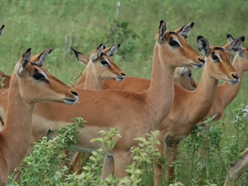Young impalas in Namibia.