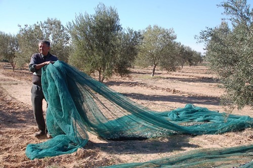 Harvesting olives by making them drop onto nets.