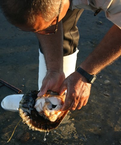 Huge scallops in catch from ocean in Mexico.