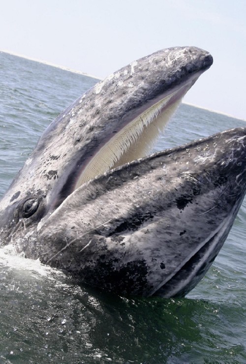 Laughing Pacific Grey Whale near San Ignacio, Mexico.