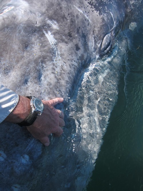 A man petting a Grey Whale.