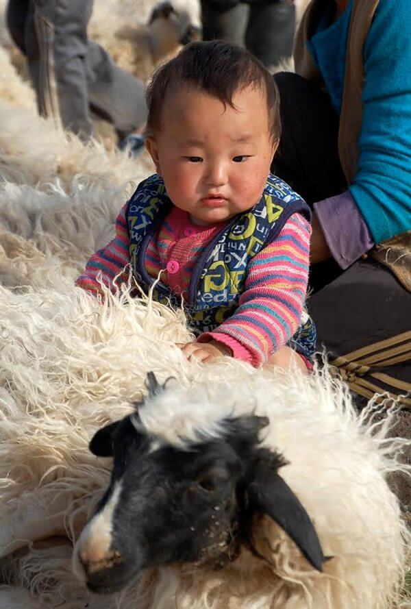 A girl in Mongolia pets a sheep before the shearing.