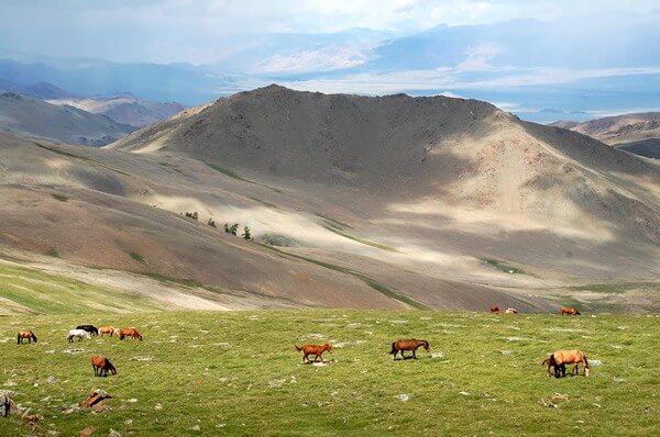 A Mongolian landscape with horses in green fields and brown hills.