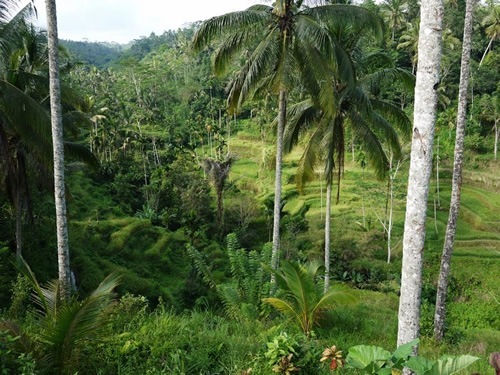 Forest and rice field in Bali.