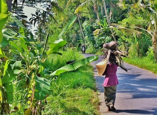 Woman carrying coconut husks.