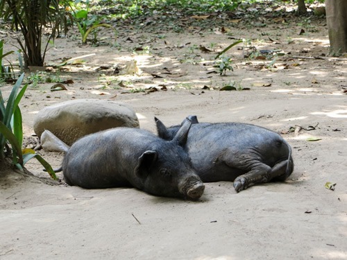 Bolivian pigs sleeping.