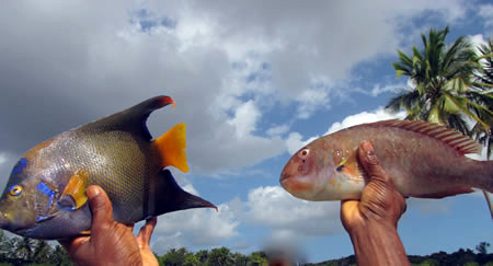 Two colorful fish caught and held in two hands in Brazil.