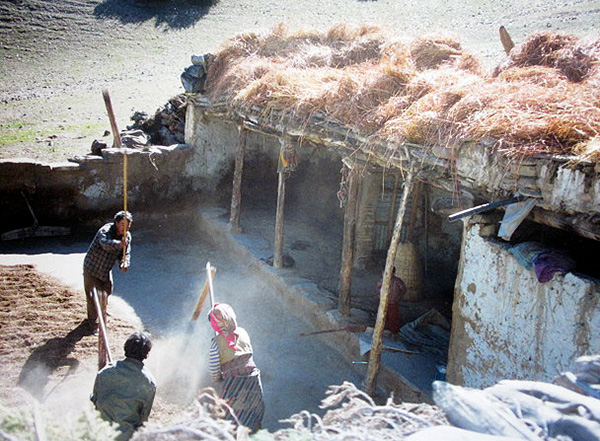 Mustangis in Nepal flailing barley in barnyard.