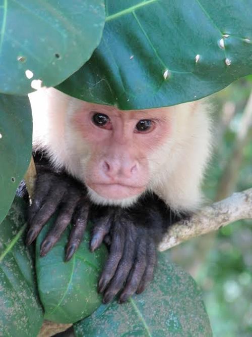 Capuchin monkey in Manuel, Costa Rica.