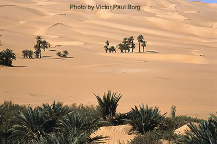 A travel adventure story in the desert and oases of Libya.