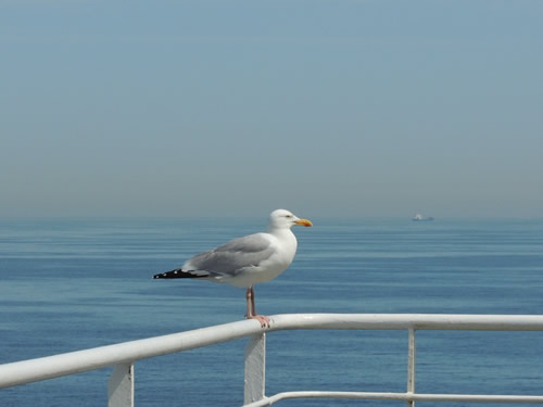 Eco-travel with a bird aboard a ferry.
