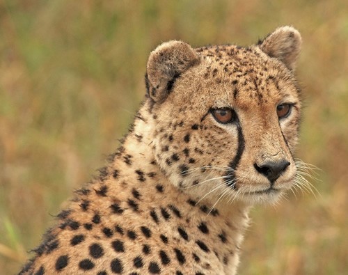 Cheetahs and wildlife preservation.