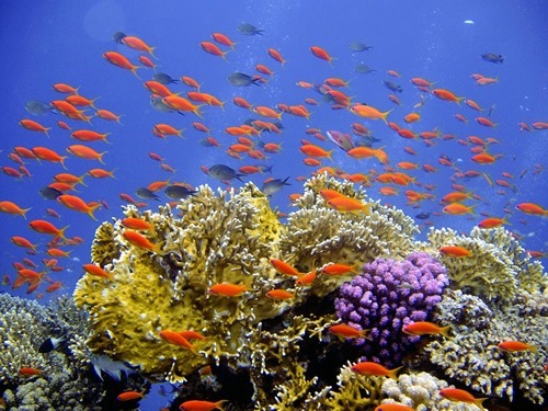 Coral reef worldwide.