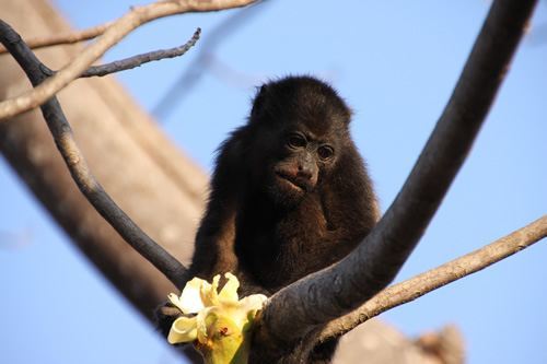 Howler monkeys in Belize.