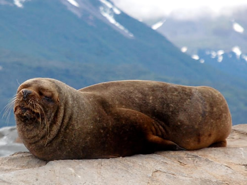 Sea Lion in Beagle Channel, Patagonia.