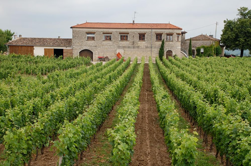 A vineyard in Bordeaux, France.