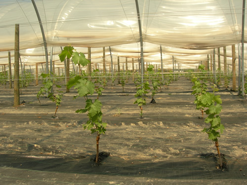 Growing experimental organic grape vines.
