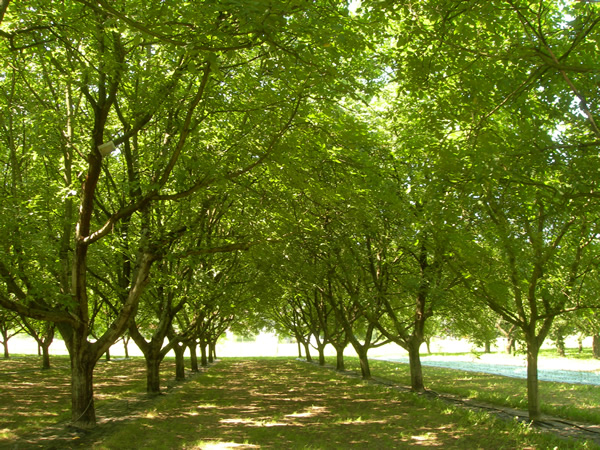 Walnut orchards in the Grenoble Y.